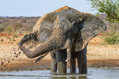 African elephant (Loxodonta africana)
