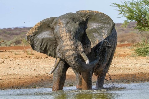 African elephant (Loxodonta africana)
