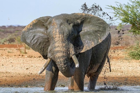 African elephant (Loxodonta africana)
