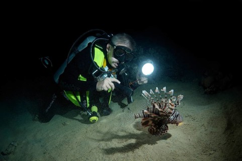 Diver looking at red lionfish (Pterois volitans)