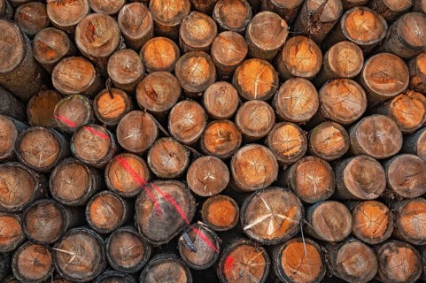 Stacked logs