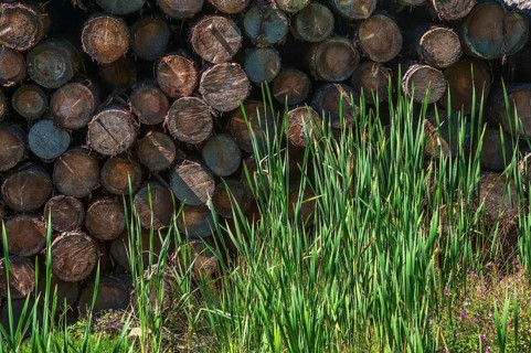 Stacked logs