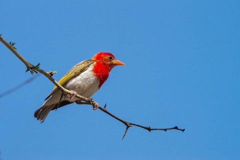 Red-headed weaver (Anaplectes rubriceps)
