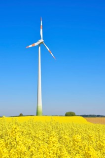 Wind turbine with rape field