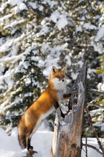 Red Fox (Vulpes vulpes)