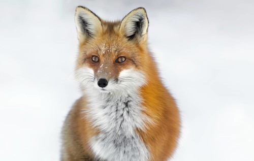 Red Fox (Vulpes vulpes)