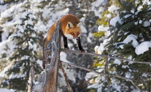 Red Fox (Vulpes vulpes)