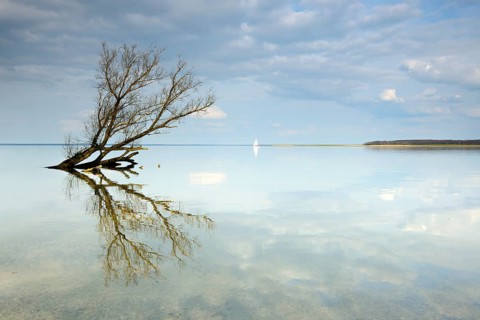 Dry tree trunk lying in the water
