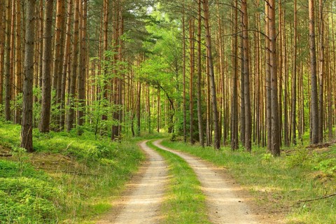 trail through pine forest