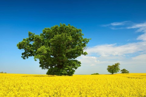 Blooming rape field with old solitary oaks under a blue sky