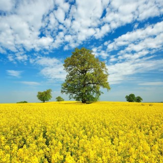 Rape field in bloom with old solitary oaks under a blue sky with sheep clouds