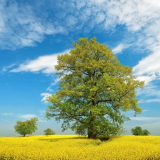 Blooming rape field with old solitary oaks