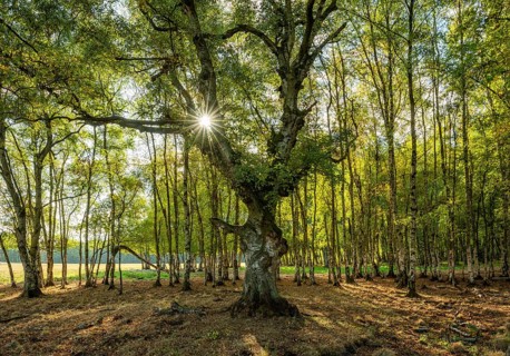 Birch forest with gnarled old birch (Betula)