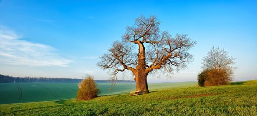 Old gnarled Oak (Quercus)