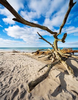 Uprooted tree on the beach of the Baltic Sea
