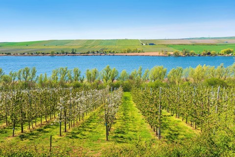 View over cherry plantation