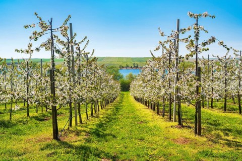 Fruit growing