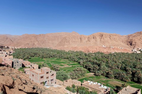 Oasis