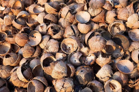 Opened empty coconut shells