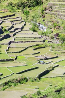 Hapao rice terraces