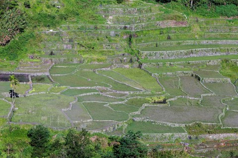 Hapao rice terraces