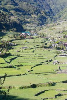 Hapao rice terraces