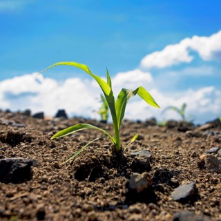 Corn seedling