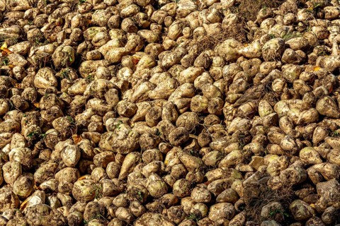 Pile of sugar beet newly harvested in a field