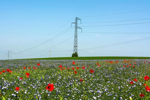Power pylon in a field of poppies (Papaver) and flax field (Linum) in flower