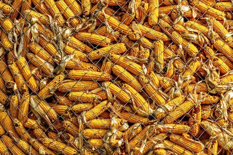 Maize cobs being stored