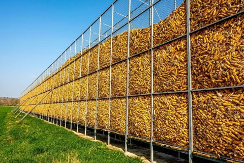 Maize cobs being stored