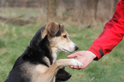 Mongrel giving paw