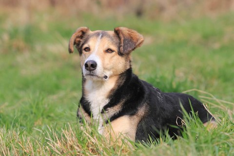 Mongrel is in the meadow