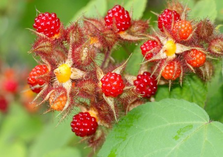 Unripe and ripe fruits on a bush