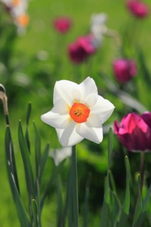 White Daffodil (Narcissus) between pink tulips (Tulipa)