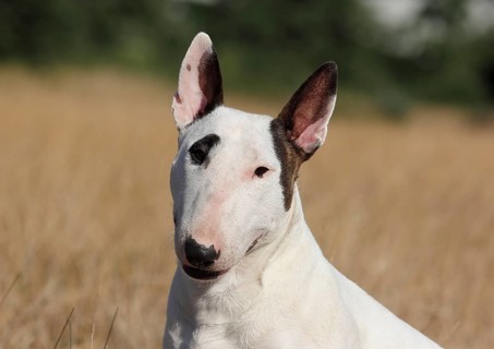 Miniature bull terrier