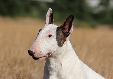 Miniature bull terrier