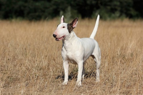 Miniature bull terrier