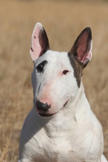 Miniature bull terrier