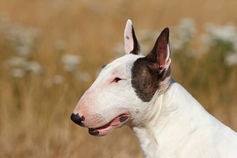 Miniature bull terrier
