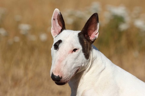 Miniature bull terrier