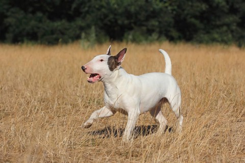 Miniature bull terrier