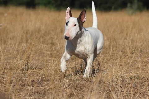 Miniature bull terrier