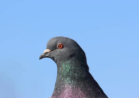 City dove (Columba livia f. domestica)