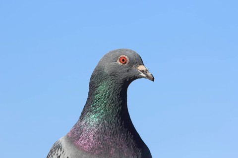 City dove (Columba livia f. domestica)
