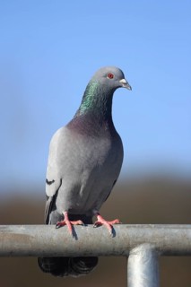 City dove (Columba livia f. domestica) sits on railing