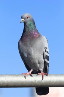City dove (Columba livia f. domestica) sits on railing