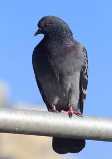 City dove (Columba livia f. domestica) sits on railing