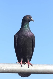 City dove (Columba livia f. domestica) sits on railing