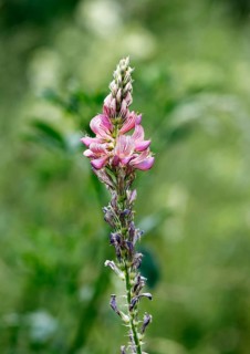 Flowering Sainfoin (Onobrychis viciifolia)